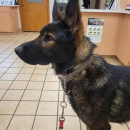 Czech Male German Shepherd Stud Available for AKC Breeding in Livonia, mi