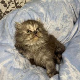 Persian Kitten - Female Black Smoke Ready in February in Armada, mi
