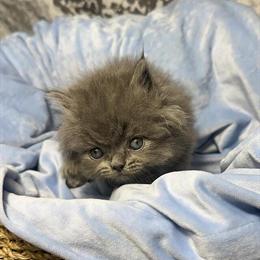 Male Blue Persian Kitten Ready in February in Armada, mi