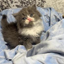 Persian Kitten Ready for Adoption in February in Armada, mi