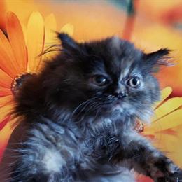Purebred Persian Tortie Female Ready for Forever Home in Palatine, il