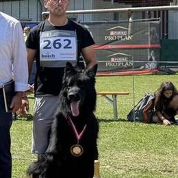 Solid Black Puppies Available for Adoption in Big Rapids, mi