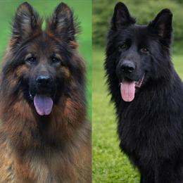 Long Coat Female Puppy Available in Big Rapids, mi