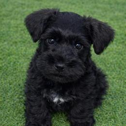 Miniature Schnauzer Puppies Available for Adoption in Newark, oh