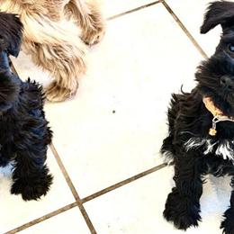 Miniature Schnauzer Puppies Available in Newark, oh