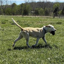 Pitbull Mix - 7 Year Old Ace Needs a Loving Home in Grove City, oh
