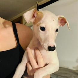 Whippet Puppies - Taking Deposits for First Picks in Dallas, tx