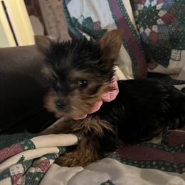 Yorkshire Terrier Puppies - 8 Weeks Old in Zanesville, oh