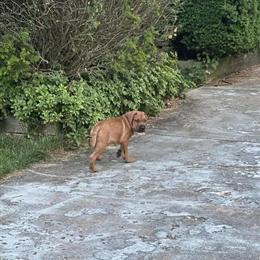 Presa Canario Puppy - 7 Weeks Old in Owings Mills, md