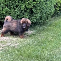 Tibetan Mastiff Puppies Available in Owings Mills, md