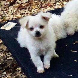 Shih Tzu/Yorkie Mix Puppies - 2 Male White, 2nd Shots, $175 in Richmond, va