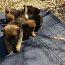 Yorkshire Terrier Mix Puppies for Sale - $300 in Richmond, va
