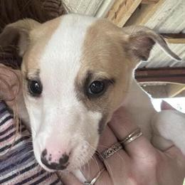 Whippet puppy available for new home in Dallas, tx