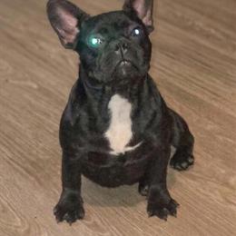 French Bulldog Female Available in Indianapolis, in