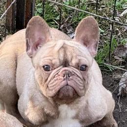 Isabella French Bulldog - 1.5 Years Old, Full Rights for $2000 in Huntingtown, md