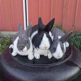 Dutch Bunnies Looking for New Homes in Albion, mi
