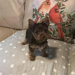 Yorkshire Terrier Puppy with Health Certificate and Shots in Winter Springs, fl