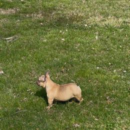 Male French Bulldog Puppies from ABKC Grand Champion Bloodlines in Huntingtown, md