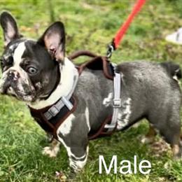 French Bulldog Male Available for Rehoming in Huntingtown, md
