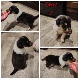 Rough Collie Puppies Available for Adoption in Newport, mi