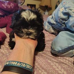 Handsome Male Shih Tzu Puppy Looking for a Forever Home in Port Huron, mi
