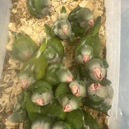 Green Quaker Babies for Sale in Miami, fl