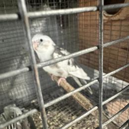 Cockatiels Available in Various Colors in Miami, fl