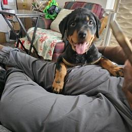 Female Rottweiler Puppy Ready for New Home - $1700 in Ypsilanti, mi