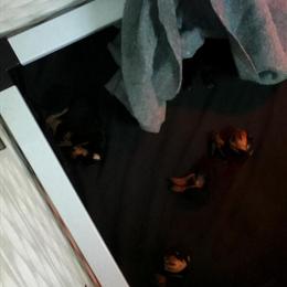 Rottweiler puppies available, born 3/19/26, $1500 each, only females left in Ypsilanti, mi