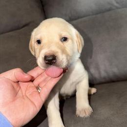 Labrador Retriever puppies available in Conway, nc