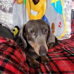 Dachshund Stud Service - Duke in Hartland, mi