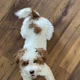 Toy Poodle Stud Services - Red and White Parti & Tri Color Available in Fort Wayne, in