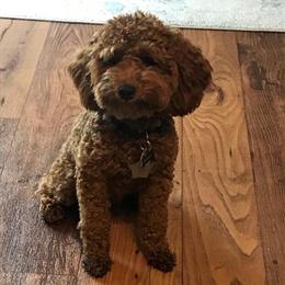 Toy Poodle Stud Services - AKC/CKC Registered in Fort Wayne, in