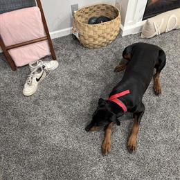 Doberman Stud Available for Breeding in Central Lake, mi