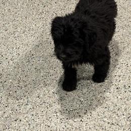Labradoodles: Female Blue Merle and Black Males Available in Pine City, mn