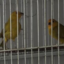 Canaries and Finches for Sale in Schenectady, ny