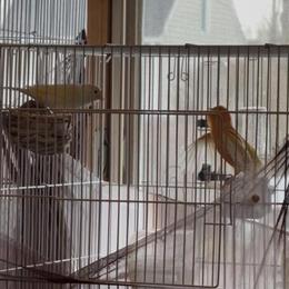 Canaries and Finches for Sale in Schenectady, ny