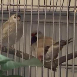 Canaries and Finches for Sale in Schenectady, ny