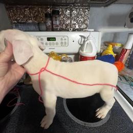 Dogo Argentino Puppies Available in Fayetteville, nc