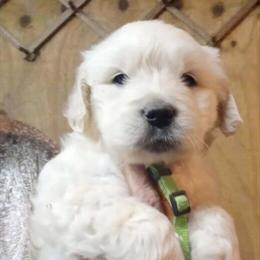 White Golden Retriever Puppies Ready by January 2026 in Newland, nc