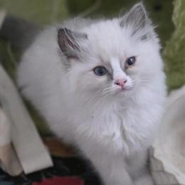 Ragdoll Kittens Available for Adoption in Akron, oh