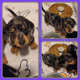 Mini Dachshund Puppies Ready for Forever Homes in Trenton, nc