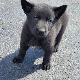 German Shepherd Puppies Available for New Homes in Clearwater, mn