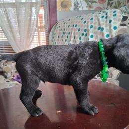 Doberman Puppy Available in Tecumseh, mi