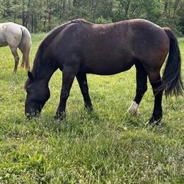 Percheron Haffie Cross Mare for Sale in Brazil, in