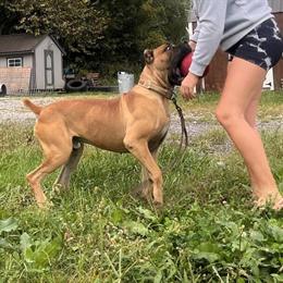 Cane Corso Stud Available for Breeding in Brazil, in