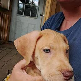 Chocolate Fawn Merle French Bulldog Male for Guardian or Co-Own in Jamestown, tn