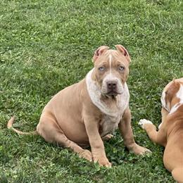 XL American Bully Available for Stud in Newark, oh
