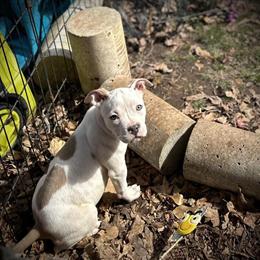 American Bully Pocket Puppies Available in Shelby, nc