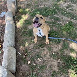 Two Female ABKC Papered Puppies Ready for New Homes in Shelby, nc